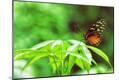Photographic Print