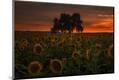 Premium Photographic Print