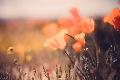 Premium Photographic Print