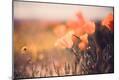 Premium Photographic Print