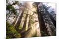 Photographic Print