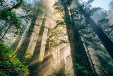 Golden Light Beams & Fog Abstract Mount Hood Wilderness Sandy Oregon Pacific Northwest-Vincent James-Photographic Print