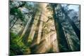 Photographic Print