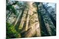 Photographic Print