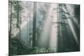 Photographic Print