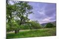 Photographic Print