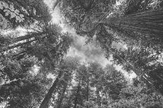Within The Awesome and Mighty Redwoods, Detail Redwood National Park-Vincent James-Photographic Print