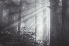 Ethereal Light and Coast Redwoods, California-Vincent James-Photographic Print