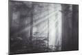 Photographic Print