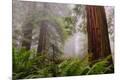 Photographic Print