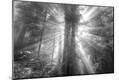 Photographic Print