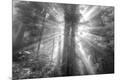 Photographic Print