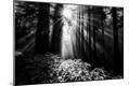 Photographic Print