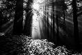 Premium Photographic Print