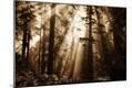 Photographic Print