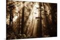 Photographic Print