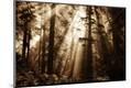 Photographic Print