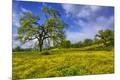 Photographic Print