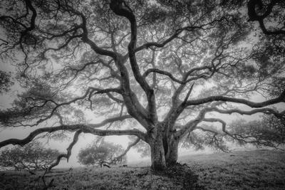 black and white tree artwork