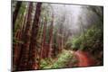 Photographic Print