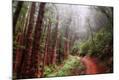 Photographic Print