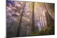 Photographic Print