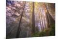 Photographic Print