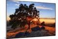 Photographic Print