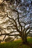 Mysterious Winter Oak, Petaluma, Sonoma County-Vincent James-Photographic Print