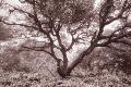 Premium Photographic Print