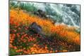 Photographic Print