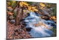 Photographic Print