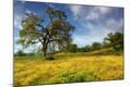 Photographic Print