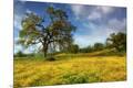 Photographic Print
