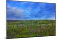 Premium Photographic Print
