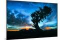 Photographic Print