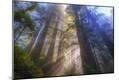 Photographic Print