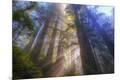 Photographic Print