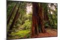 Photographic Print