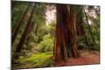 Photographic Print