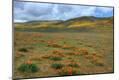 Photographic Print