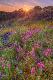 Premium Photographic Print