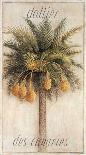 Palmier de Chine-Vincent Jeannerot-Art Print