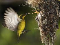 APTOPIX Malaysia Sunbird-Vincent Thian-Mounted Photographic Print