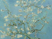Acacia in Flowers-Vincent Van Gogh-Giclee Print