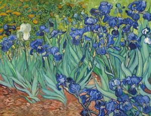 Irises by Vincent van Gogh