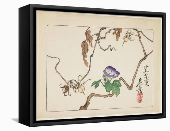 Vine and Seeds of Morning Glory, 1877-Shibata Zeshin-Framed Premier Image Canvas