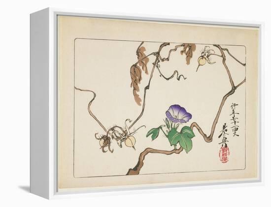 Vine and Seeds of Morning Glory, 1877-Shibata Zeshin-Framed Premier Image Canvas