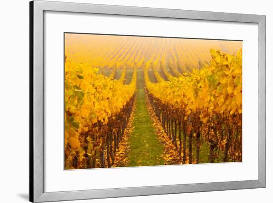 Vine Crop in a Vineyard, Riquewihr, Alsace, France-null-Framed Photographic Print