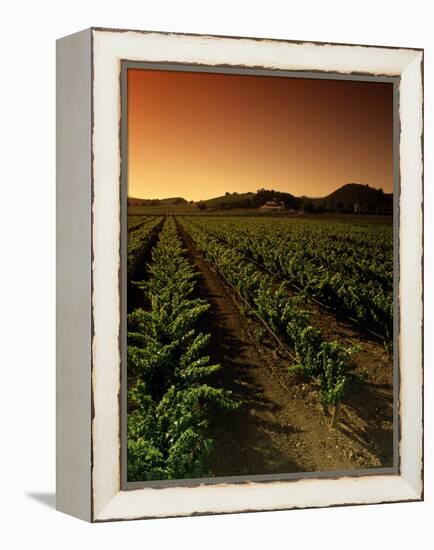 Vine Crop in a Vineyard, Usibelli Vineyards, Napa Valley, California, USA-null-Framed Premier Image Canvas